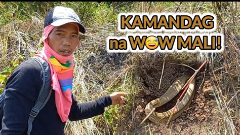 Kamandag Na Wow Mali Cobra Sa Lungga Huli Kay Kamandag Youtube