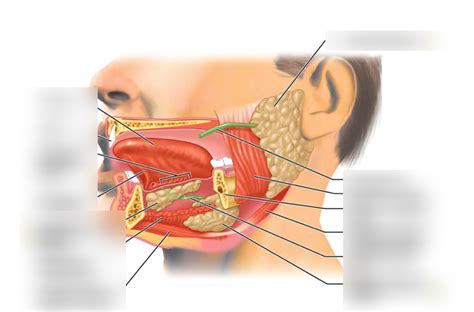 Labeling Salivary Glands Diagram Quizlet