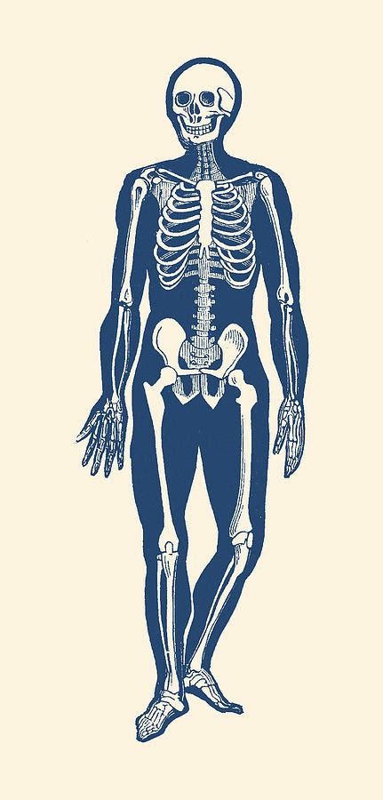 Walking Skeleton - Vintage Anatomy Print Drawing by Vintage Anatomy ...