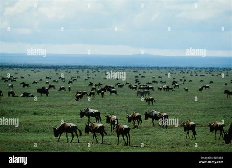 A gnu herd Tanzania Stock Photo - Alamy