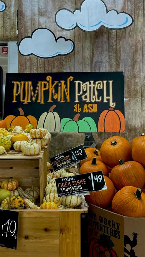 TRADER JOEs PUMPKIN PATCH FALL PUMPKIN PATCH AESTHETIC Trader Joe