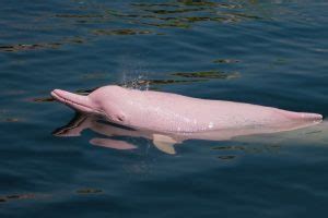 Boto Cor De Rosa Características - Boto-cor-de-rosa: características, reprodução, alimentação ...