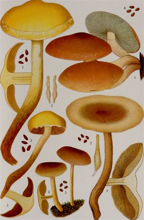 Antique Mushrooms Print Botany Lithograph In Color Etsy In