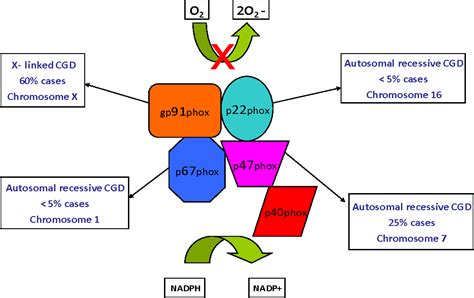 Figure 1 From Comparison Of Two Methods For The Diagnosis Of Chronic Granulomatous Disease