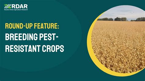 Rdar Round Up Breeding Pest Resistant Crops Youtube