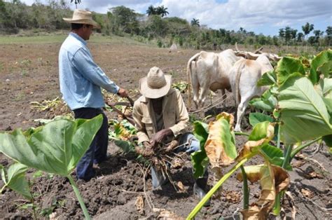 Campesinos Cubanos A La Vanguardia Radio Reloj