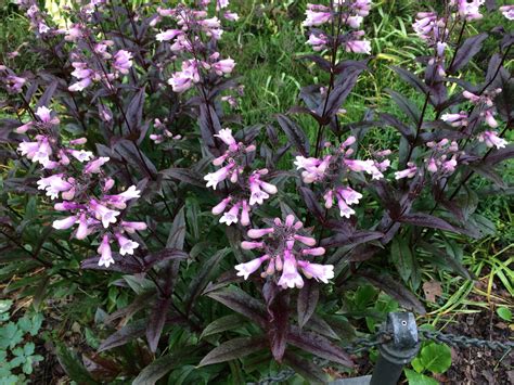 Penstemon ‘Dark Towers’ - penstemon | Fort Tryon Park Conservancy