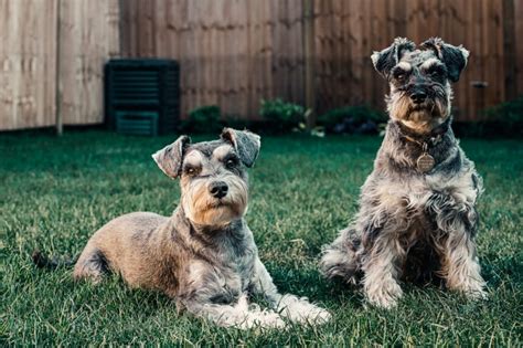 Schnauzer Hond Vlaanderen