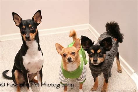 Rat Terrier Rescue Canada - Talent Hounds