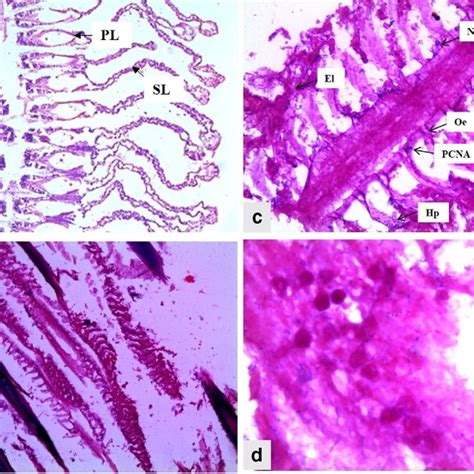 a Control (gill of fish) showing the normal architecture of gill ...