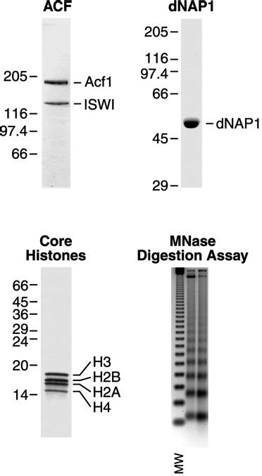 Transcriptional Analysis Of Chromatin Assembled With Purified ACF And