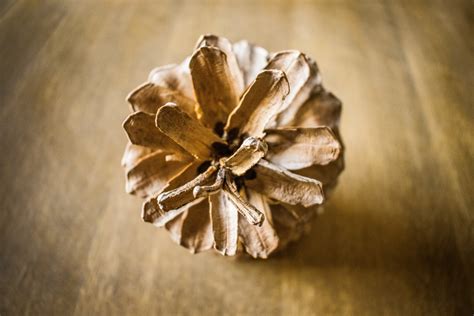 Безплатна снимка : дърво, клон, растение, листо, цвете, есен ...