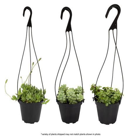 √100以上 home depot hanging plants 299185-Home depot hanging plants on sale