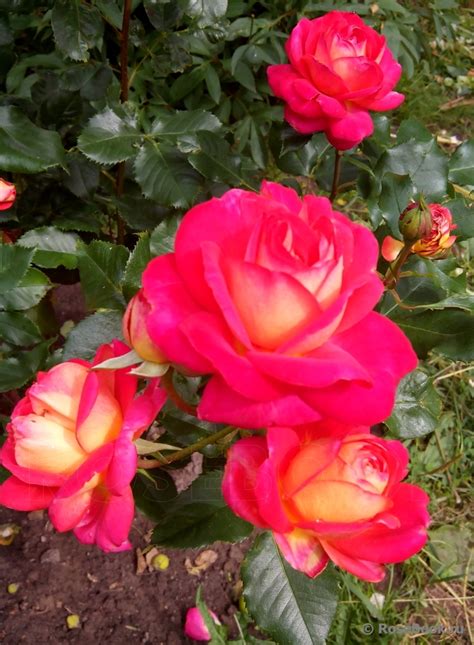 Роза Мидсаммер Фото И Описание – Telegraph