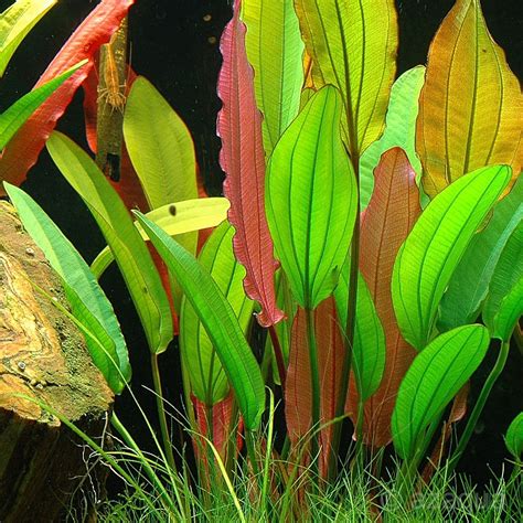 Echinodorus 'Red Diamond'