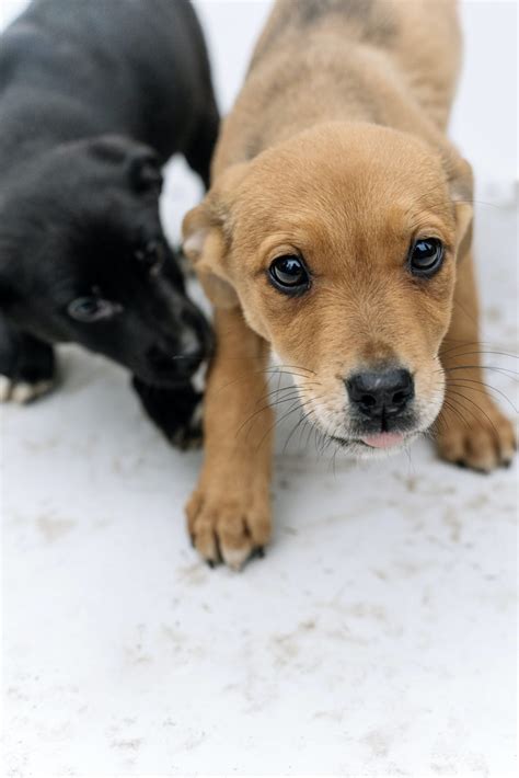 Consejos Para Comprar Un Perro De Forma Segura Naku 2023