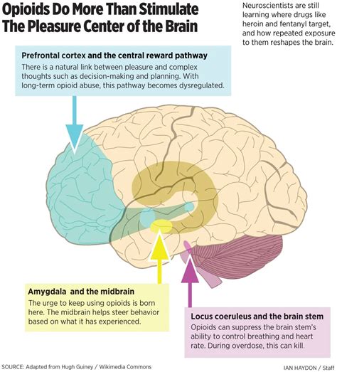 What Opiates Do To Your Brain