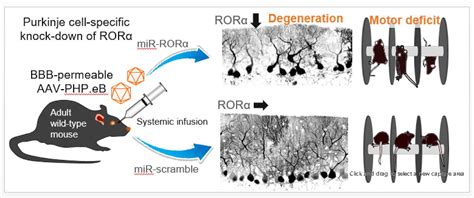 Global Knockdown Of Retinoid Related Orphan Receptor In Mature