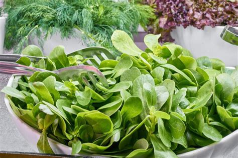 Les manières de faire cuire des épinards Mes Gourmandises