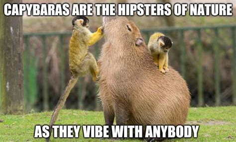 Capybara Meme Discover more interesting Animal, Animals, Capybara ...