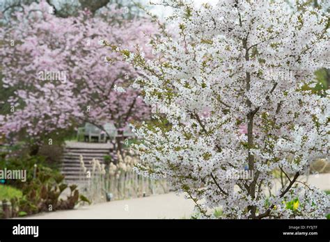 Flowering Cherry Tree Rhs At Anita Price Blog