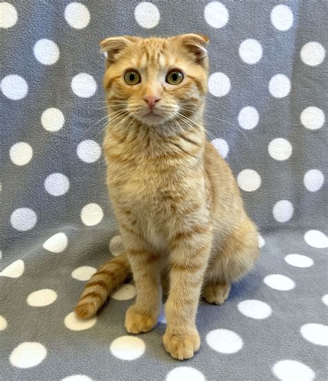 Sparks & Gretel are adopted! | Happy Cats Haven