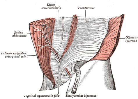 Arcuate line (anterior abdominal wall) - wikidoc