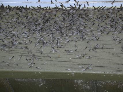 Termite Swarms | Extreme Mosquito