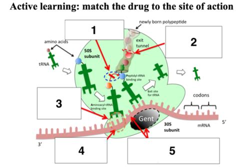 Bacterial Protein Synthesis Inhibitors Flashcards Quizlet