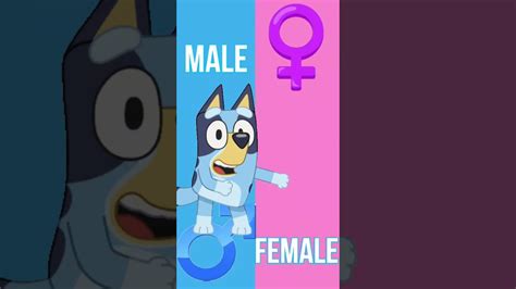 Bluey Genderswap Edit Shorts ️ Bandit Heeler ️ Chilli Heeler ️ Trixie ️ Retriever Youtube