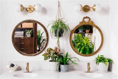 Best Plants For The Bathroom Bloomscape Your Space Vined View