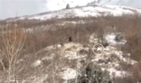 Rmso Bigfoot On Twitter East Provo Bigfoot Filmed In Utah This