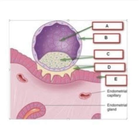 Blastocyst Diagram Diagram Quizlet