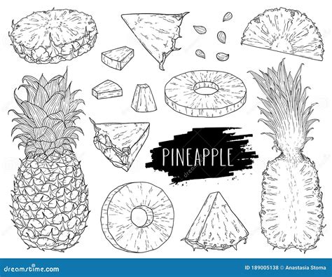 Natural Tropical Pineapple Set Hand Drawn Whole Pineapple Slices Pieces Half And Seed Stock