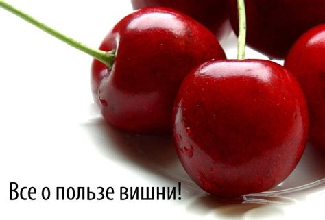 Вишня полезные свойства | И чем опасны компоты с косточкой