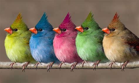 Colored Chicks Photograph By John Haldane Fine Art America