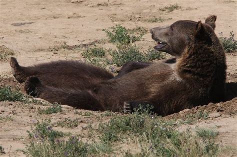 There's A Wild Animal Sanctuary Near Denver That Is Amazing