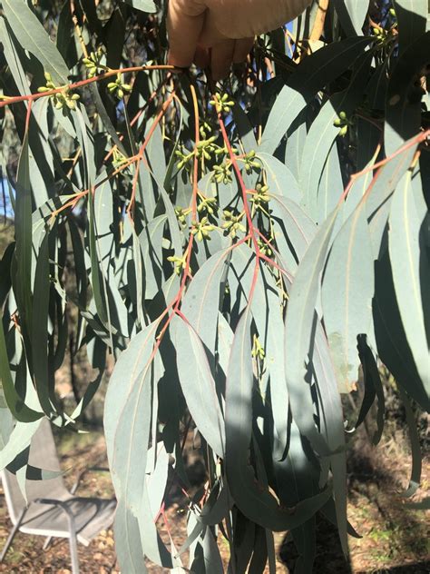 Eucalyptus From Wolgan Valley NSW 2790 Australia On April 10 2024 At