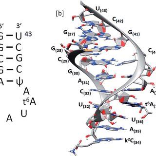 [a] Nomenclature and convention for model anticodon loop segment of ...