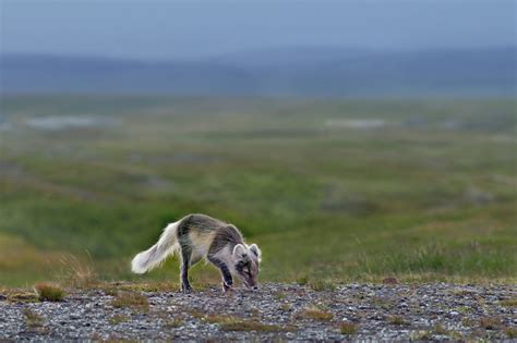 Naaliretki Enontekiölle
