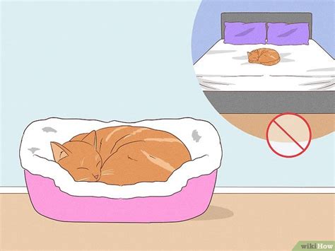 How to Get Rid of Cat Allergies Naturally: 12 Home Remedies