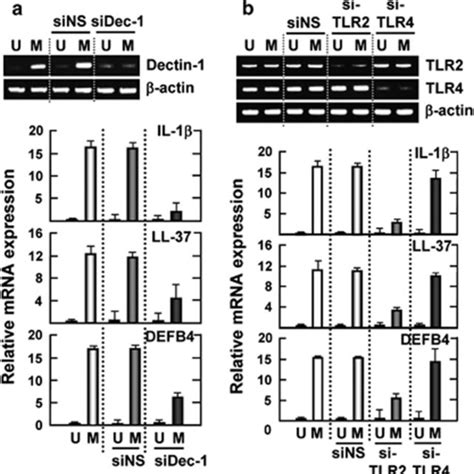 Dectin 1 And Tlr2 Are Required For Mabc Induced Expression Of Il 1β Download Scientific