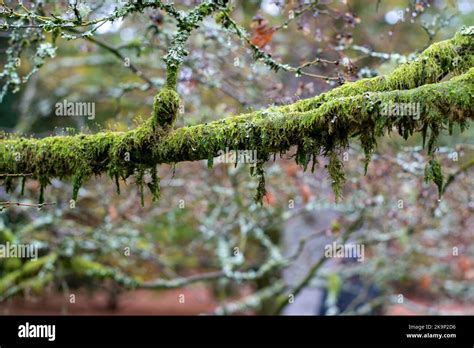 Autumn Fall colours in Westonbirt national arboretum in Gloucestershire