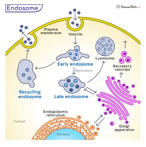 Endosome – Definition, Types, Functions, and Diagram