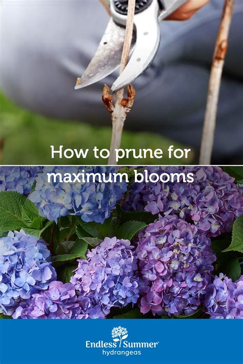 Learn When And How To Prune Your Endless Summer® Hydrangea For Season Long Beauty Endless