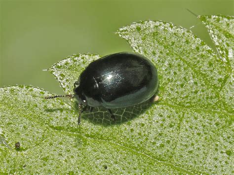 Plagiodera Versicolora Willow Leaf Beetle Toronto Ont Flickr