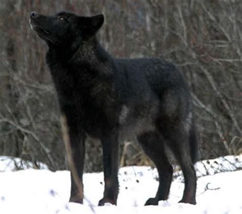 Juneau And The Wolf Romeo Black Wolf Wolf Dog Alaska Wildlife