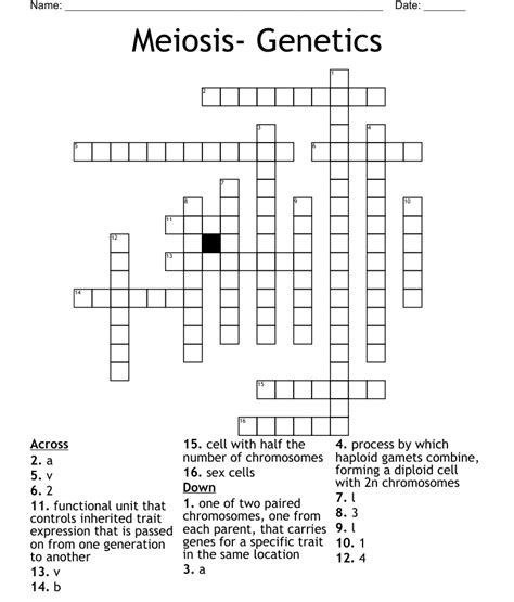 Meiosis Genetics Crossword Wordmint