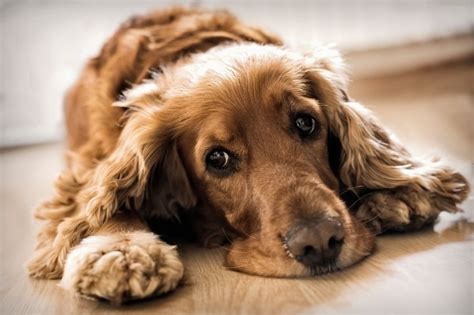 Do Cocker Spaniels Shed