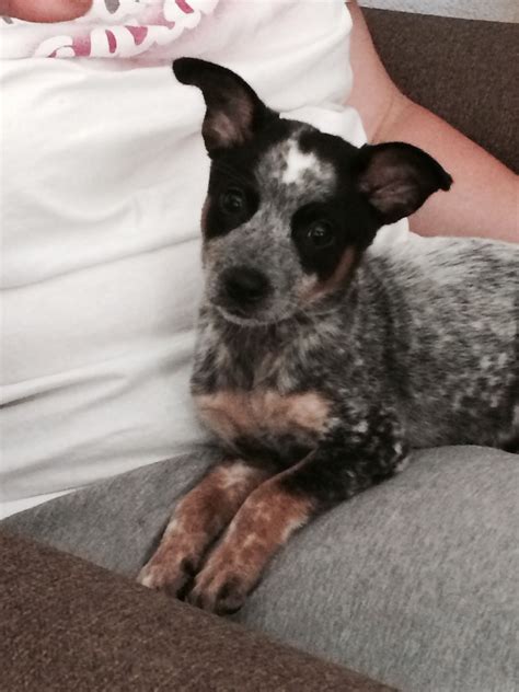 Miniature Blue Heeler For Sale - Photos All Recommendation